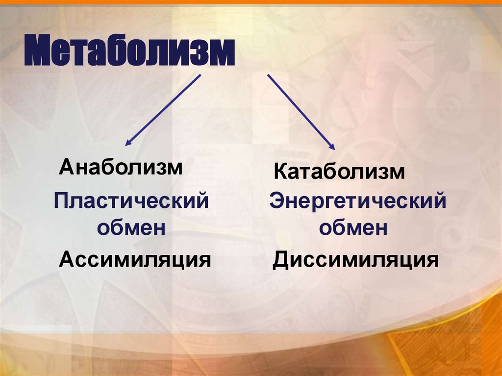 Метаболизм что это. Катаболизм. Анаболизм картинки для презентации. Катаболизм фото людей. Анаболизм мышц.