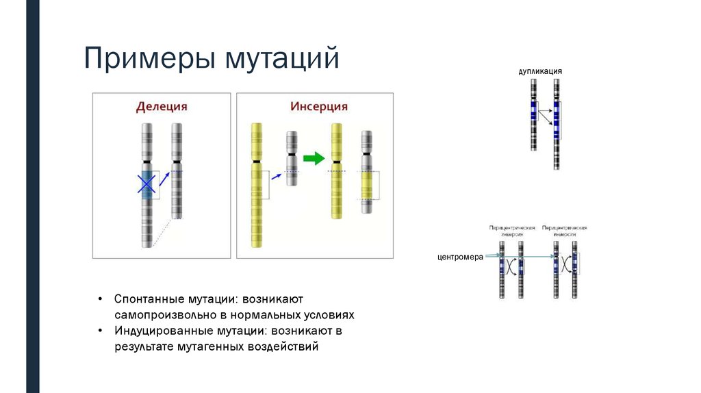 Удвоение участка хромосомы какая мутация. Хромосомные мутации дупликация. Хромосомные мутации делеция. Дупликация пример мутации. Схема взаимного расположения генов в хромосоме составляющих одну.