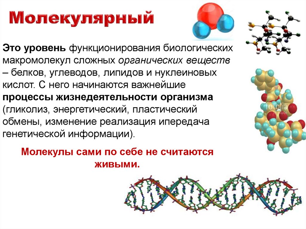 Клеточный уровень процесс