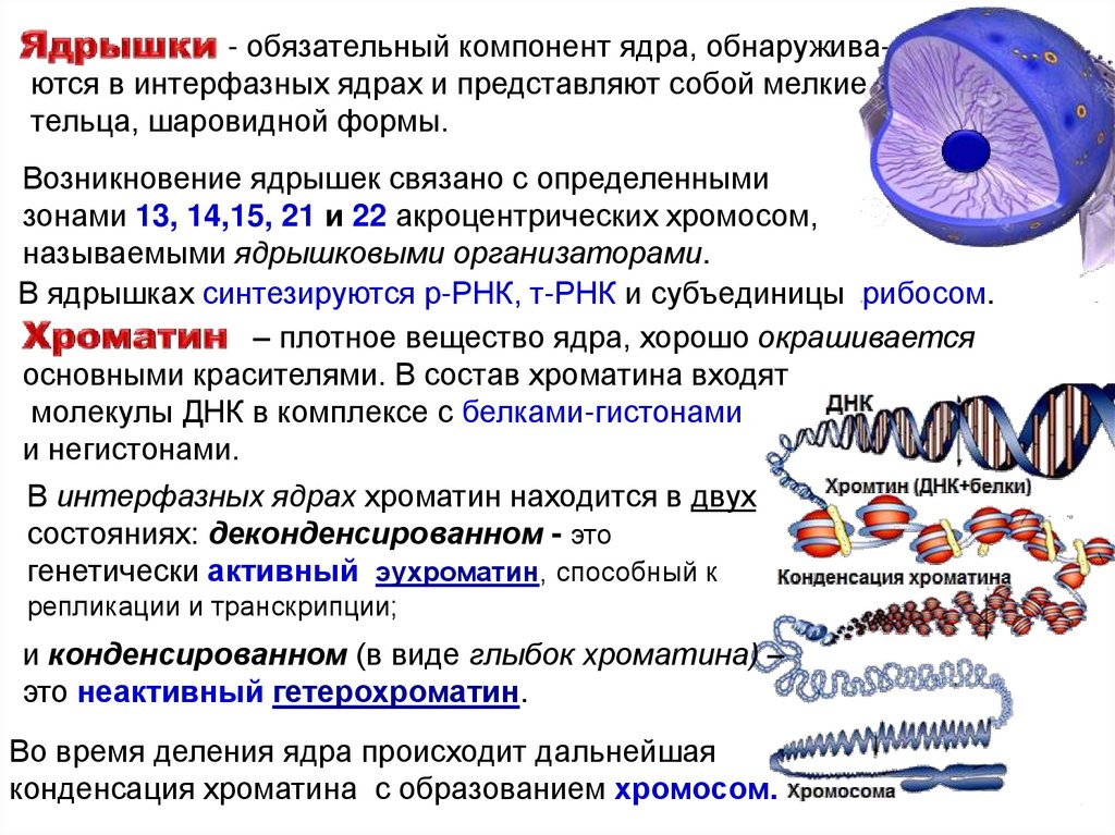 Роль хроматина