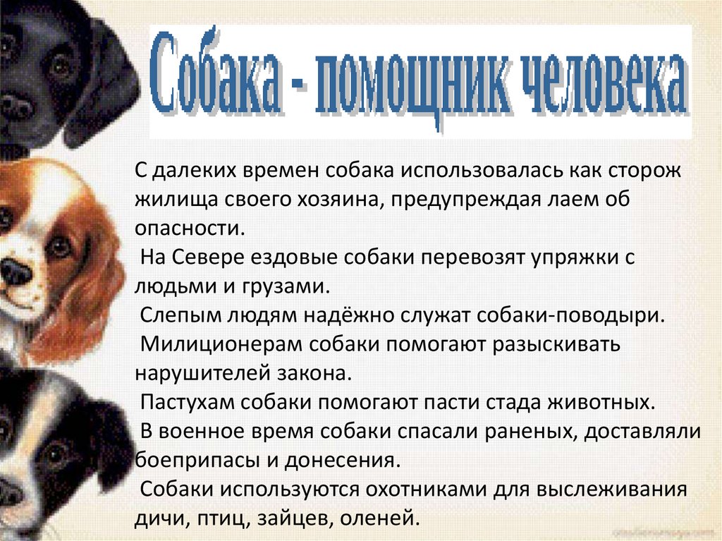 Используй собаку