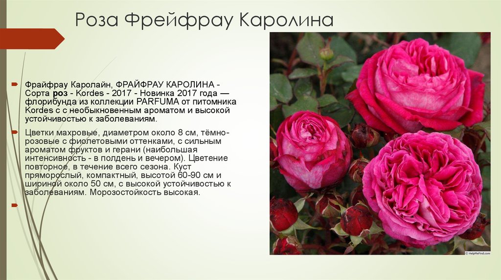 Флорибунда розы описание и особенности. Freifrau Caroline энциклопедия роз.