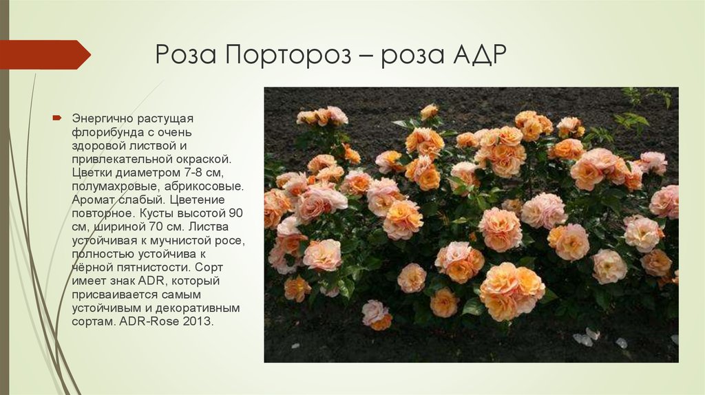 Роза флорибунда тиара фото и описание