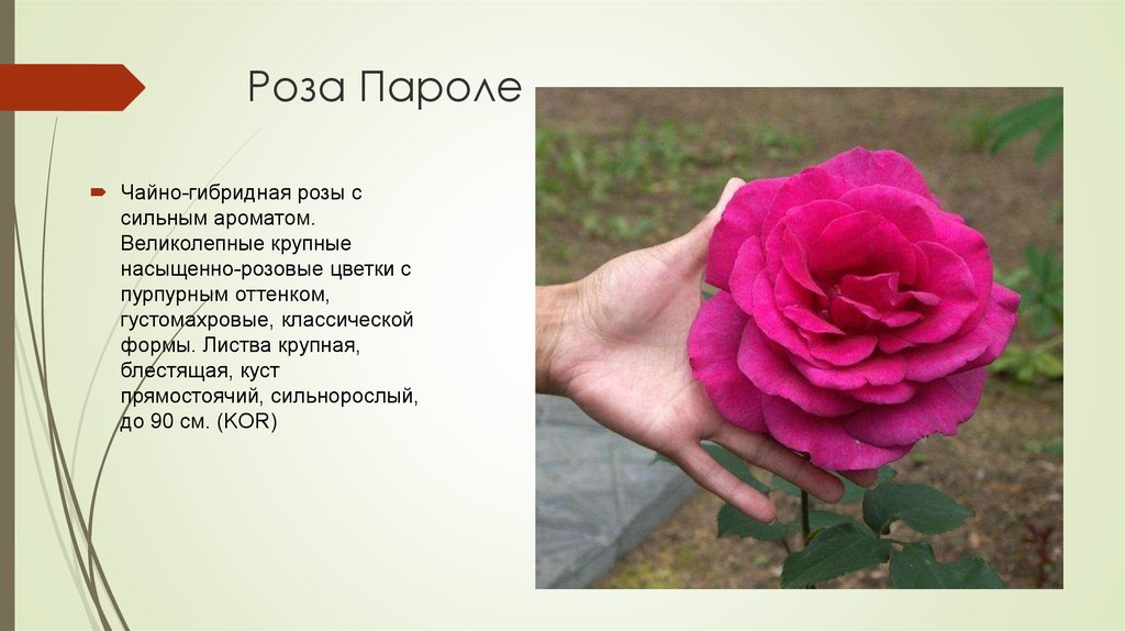 Свит пароле роза фото и описание