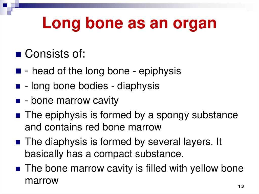 Long bone as an organ