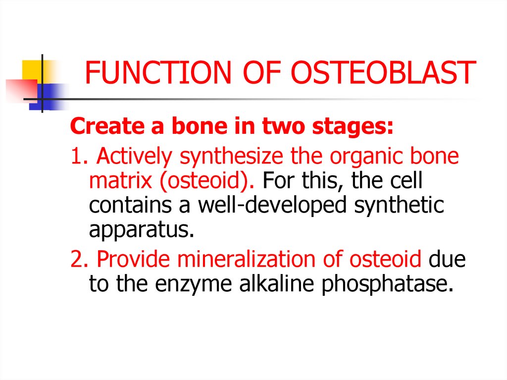 FUNCTION OF OSTEOBLAST