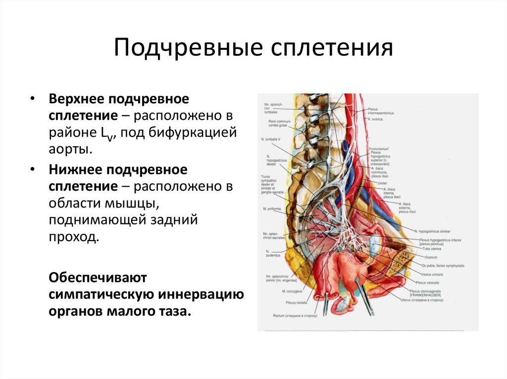 Нервные узлы сплетения. Вегетативные сплетения полости таза. Верхнее и нижнее подчревные сплетения функции. Строение чревного сплетения. Вегетативные нервные сплетения анатомия.