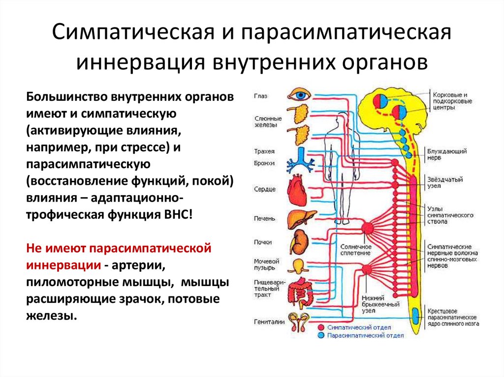 Где расположены симпатические вегетативные ядра. Симпатическая и парасимпатическая система. Парасимпатическая система и симпатическая система. Спинальные центры симпатической нервной системы. Симпатическая нервная система нервной системы это.