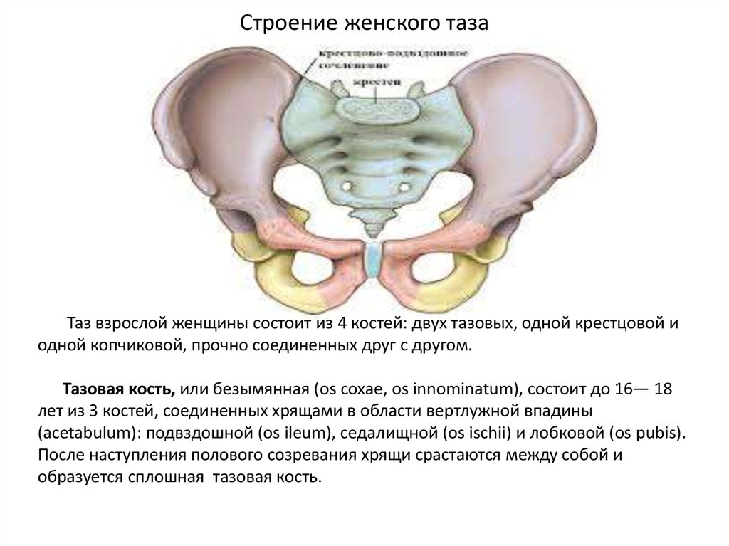 Анатомия органов брюшной полости | fitdiets.ru
