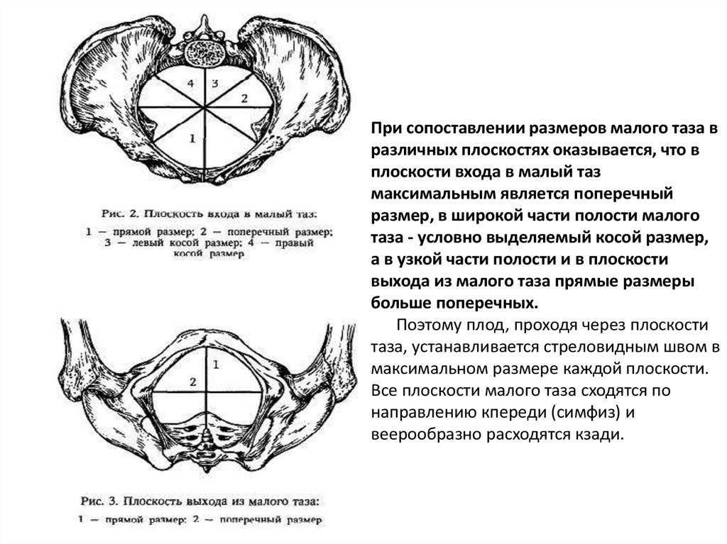 Размеры таза