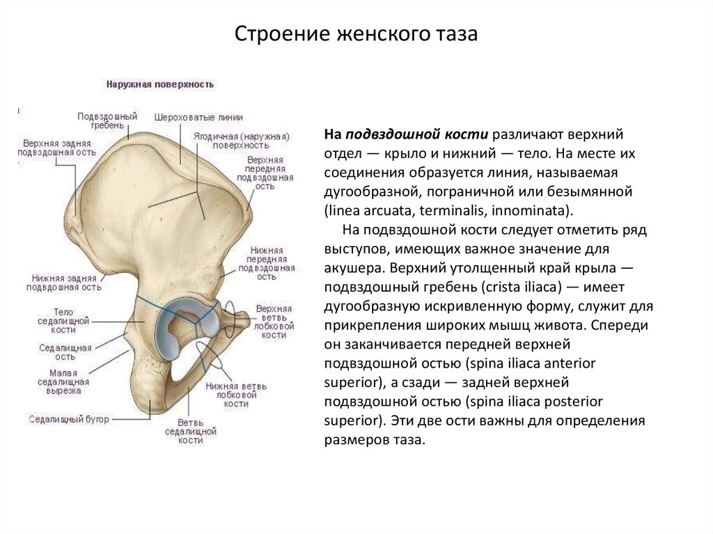 Подвздошная кость отдел. Подвздошная кость женский таз кости. Таз строение таза Акушерство. Строение подвздошной кости анатомия. Строение тазовой кости подвздошная кость.