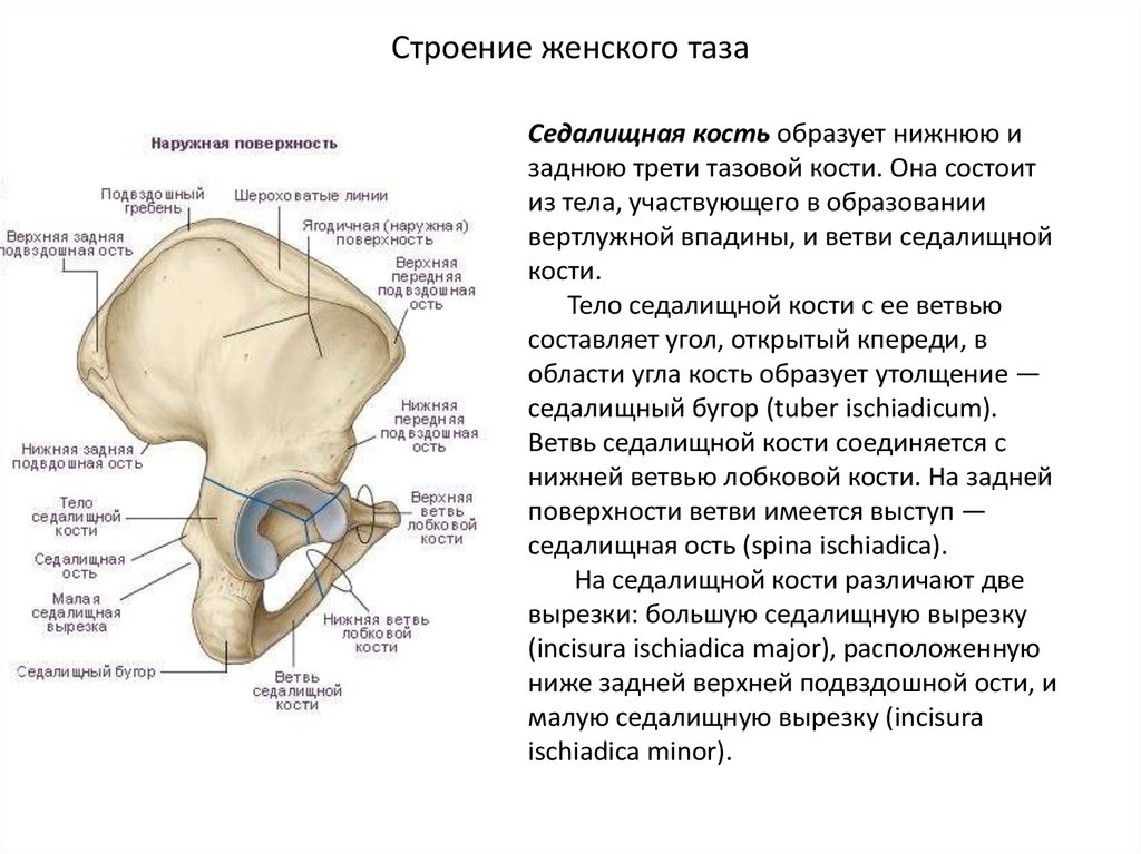 Передняя подвздошная кость. Тазовая кость анатомия строение. Таз анатомия строение седалищная кость. Подвздошная кость женский таз кости. Малый таз строение костей.