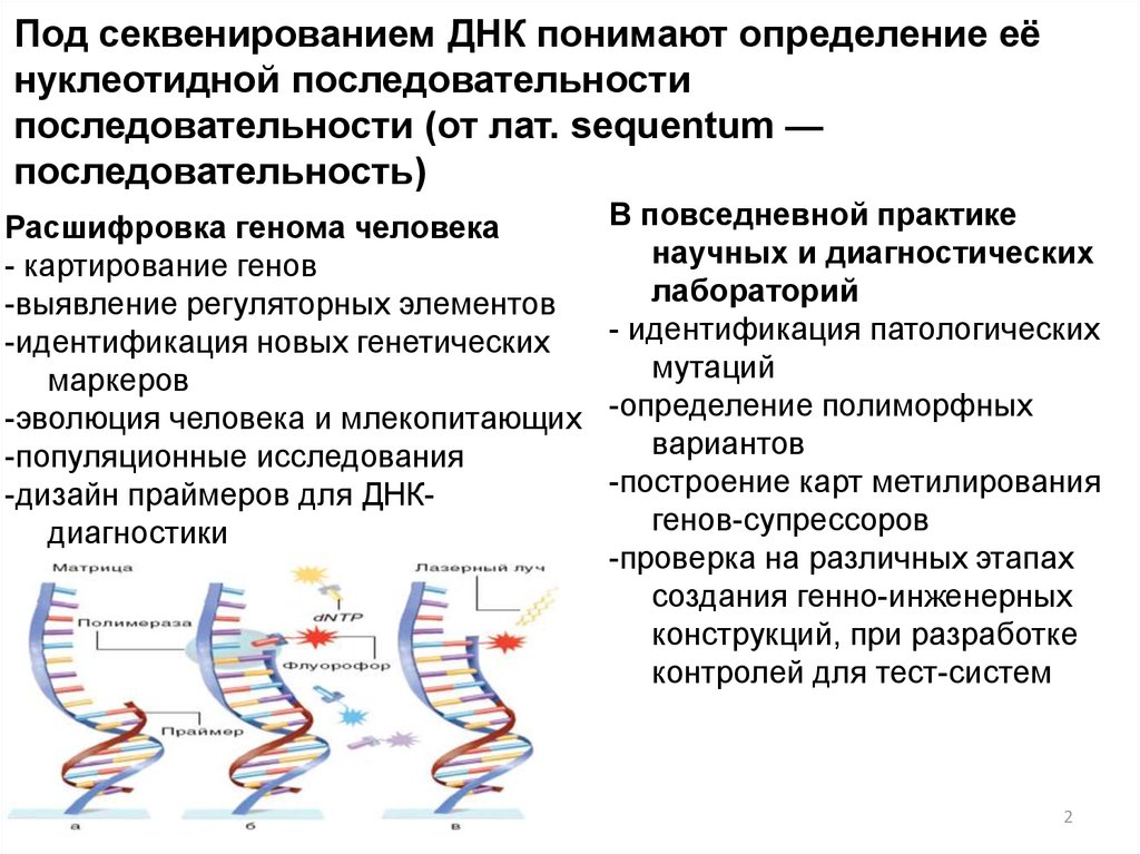 Секвенирование нуклеотидов. Секвенирование генов и геномов. Секвенирования ДНК. Секвенирование геномной ДНК. Секвенирование это в биологии.