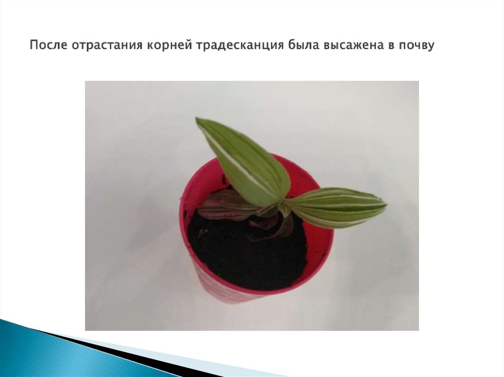 Черенкование комнатных растений 6 класс