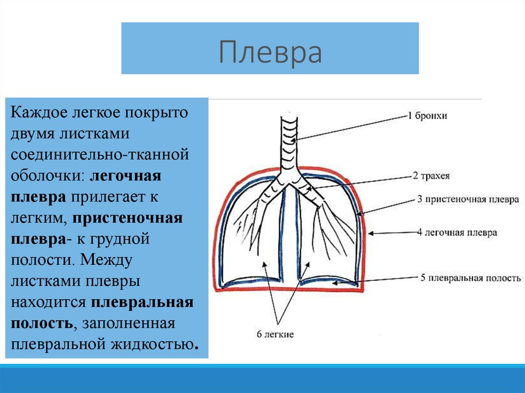 Плевра это