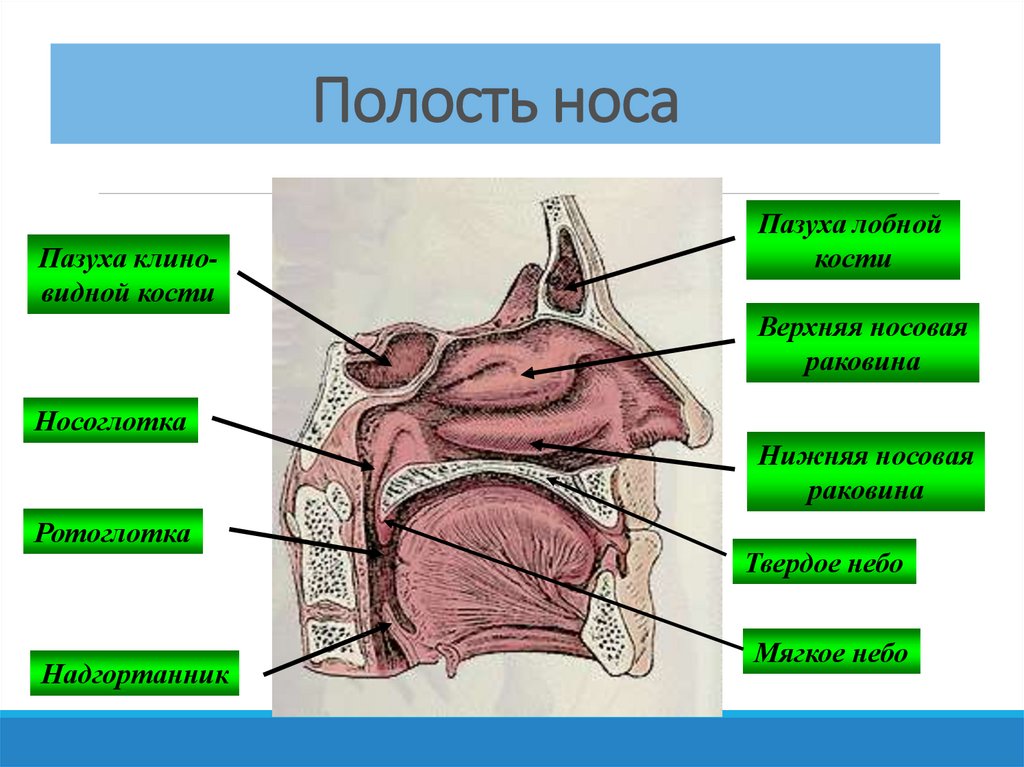 Носовые полости функции органа