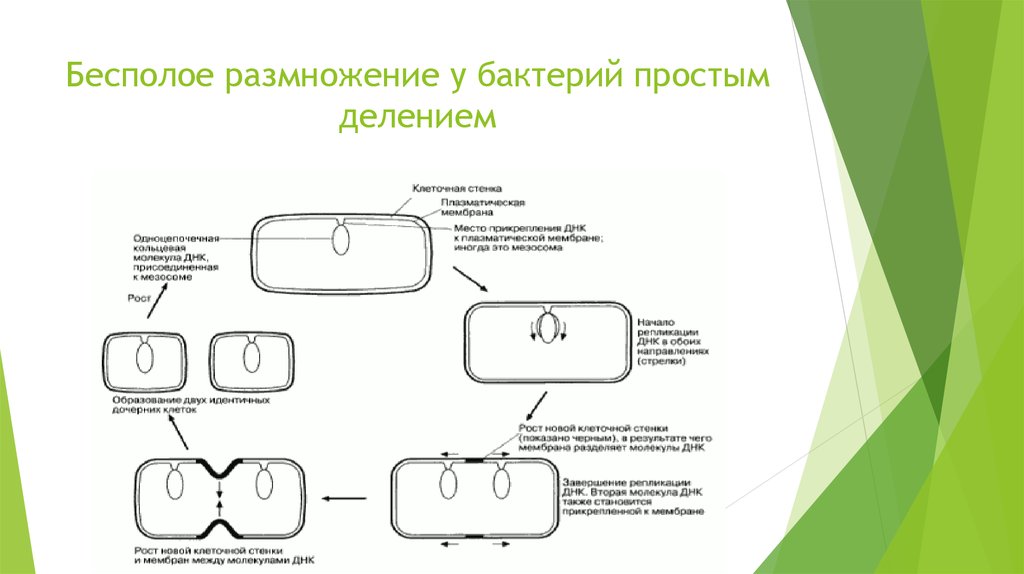 Схема бинарного деления