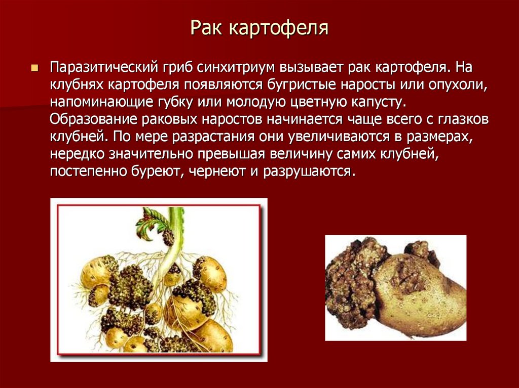Сообщение на тему грибы паразиты. Грибы паразиты синхитриум. Презентация на тему грибы паразиты. Грибы паразиты презентация. Грибы паразиты доклад.