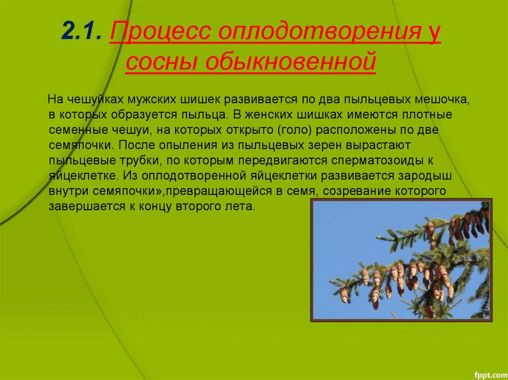 Оплодотворение голосеменных. Процесс оплодотворения сосны обыкновенной. Процессы происходящие при оплодотворении у сосны обыкновенной. Процесс оплодотворения шишек. Процесс оплодотворения у голосеменных.