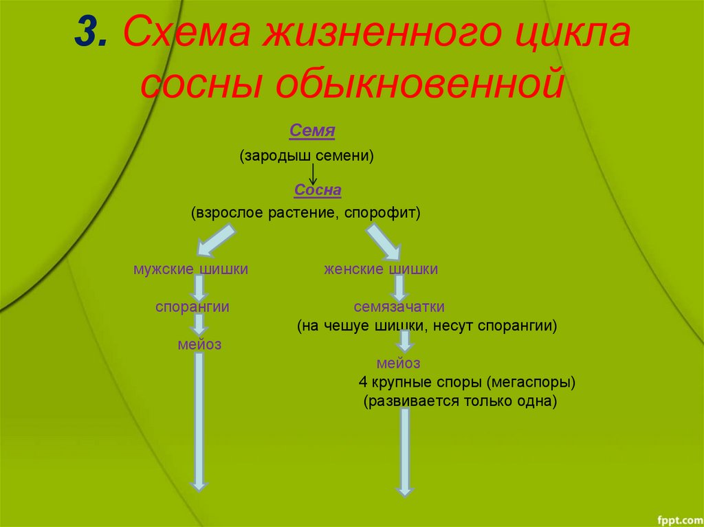 3. Схема жизненного цикла сосны обыкновенной