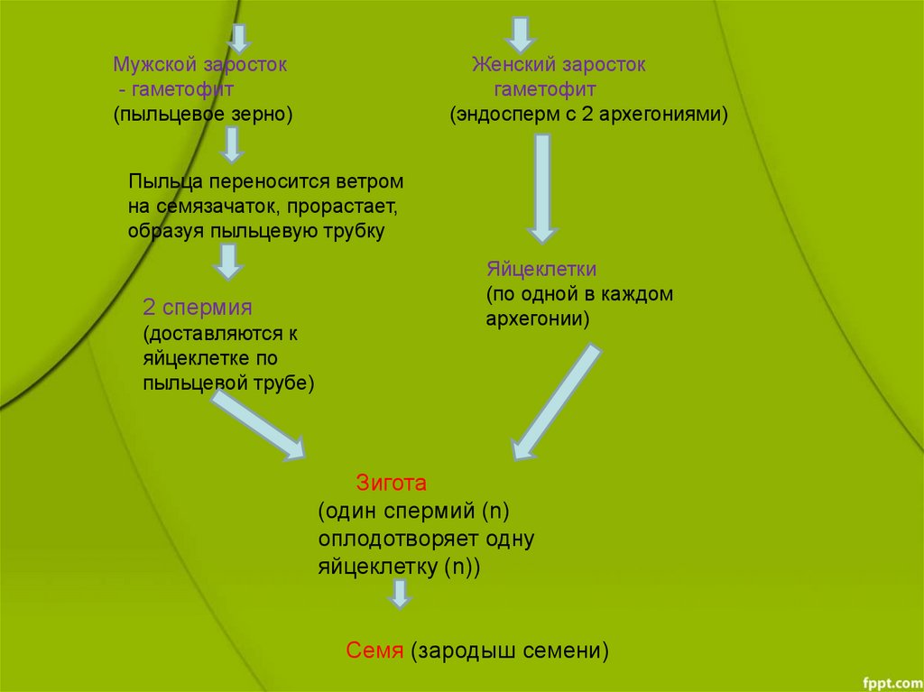 Эндосперм гаметофит. Жизненный цикл голосеменных схема. Жизненный цикл сосны. Цикл развития голосеменных на примере сосны.