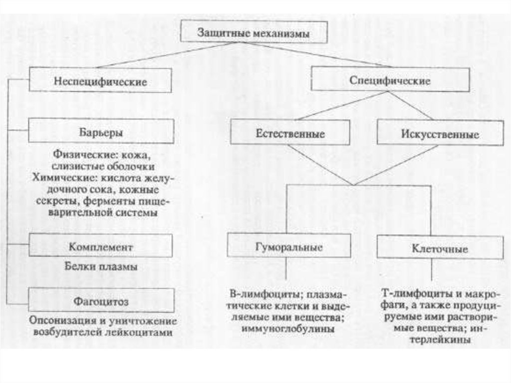 Неспецифический иммунитет. Специфические и неспецифические механизмы иммунитета. Специфические механизмы иммунитета схема. Иммунитет механизмы неспецифического и специфического иммунитета. Иммунитет специфический и неспецифический схема.