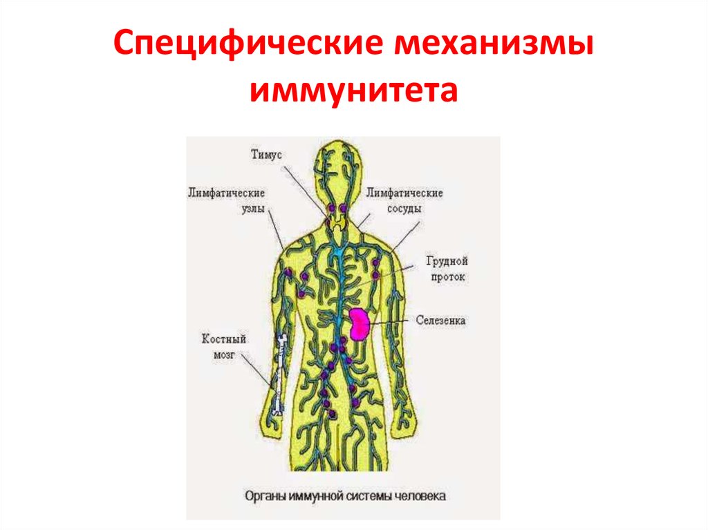 Иммунная и лимфатическая система презентация