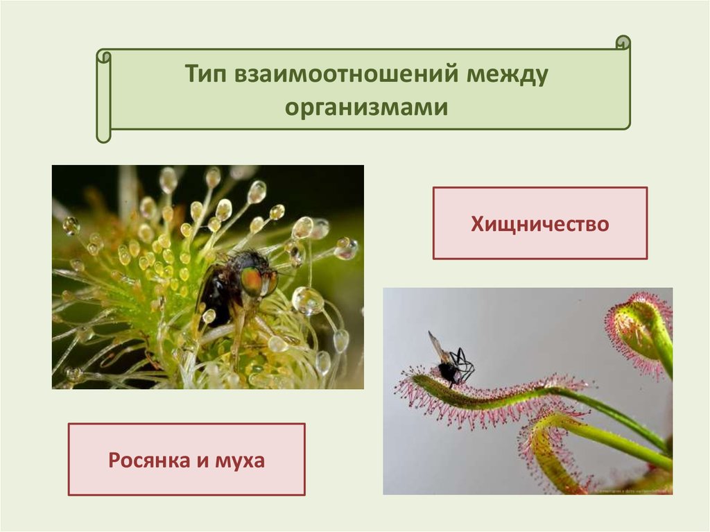 Примеры взаимо выгодных отношений между организмами. Типы отношений между организмами хищничество. Тип взаимоотношений между пчелой и. Опишите хищничество как Тип взаимоотношений между животными. Бентические организмы.