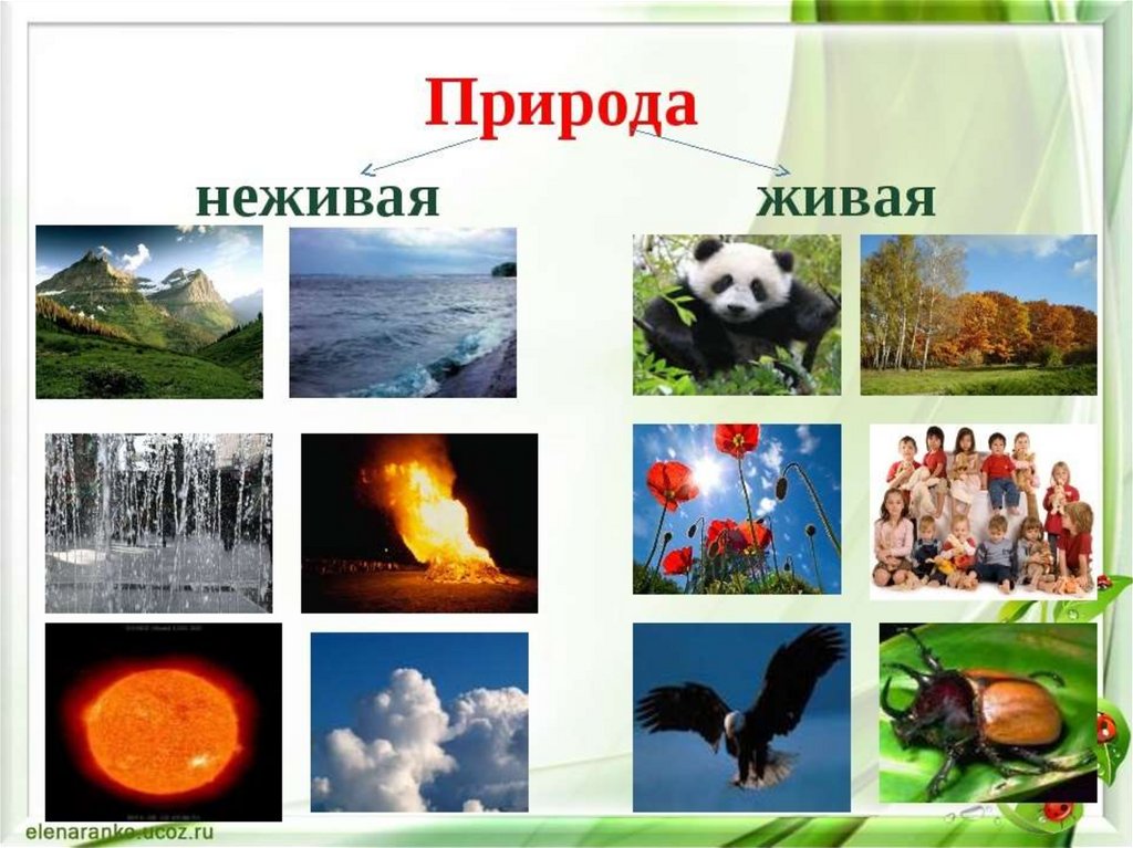 Картинки предметов природы. Объекты неживой природы объекты живой природы. Жиыая и не зивая природа. Живая и недива ЯПРИРОДА. Живая и неживая приролд.