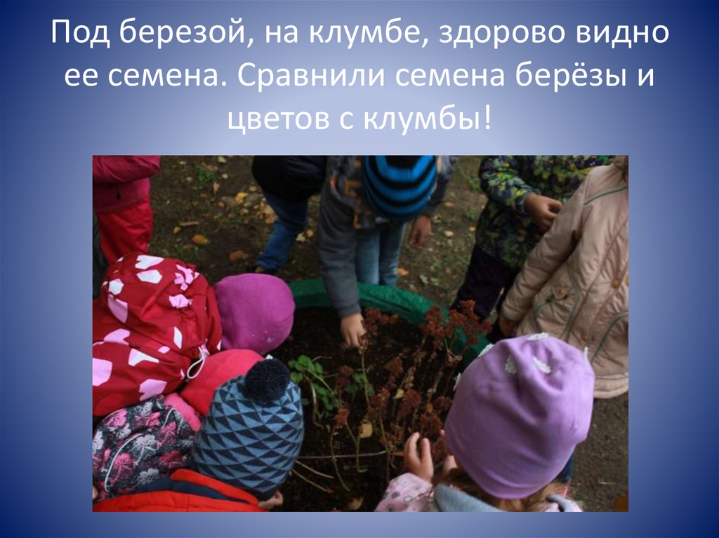 Под березой, на клумбе, здорово видно ее семена. Сравнили семена берёзы и цветов с клумбы!