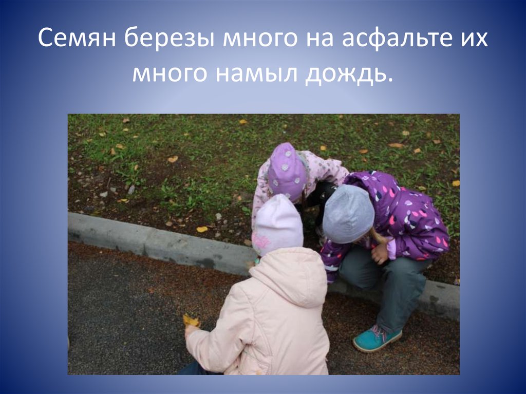 Семян березы много на асфальте их много намыл дождь.