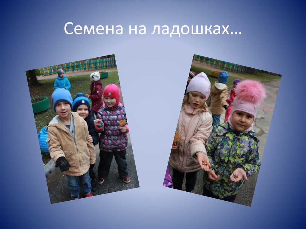 Семена на ладошках…