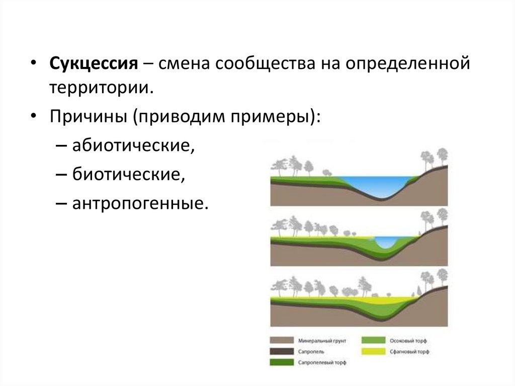 Экологическая сукцессия это