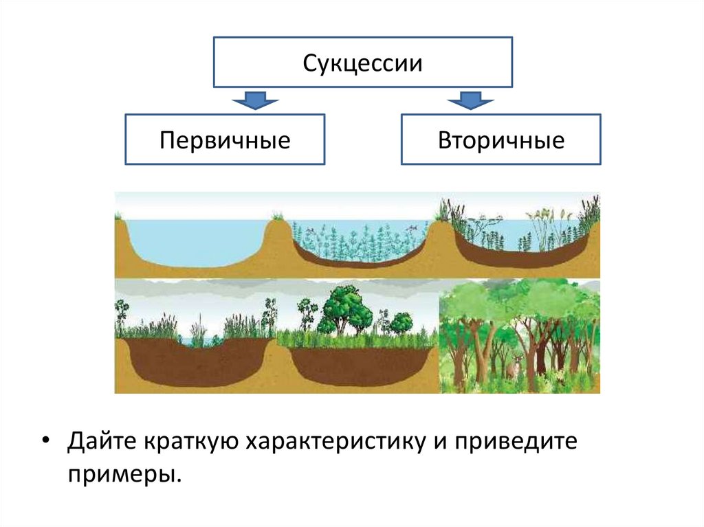 Экологическая сукцессия это