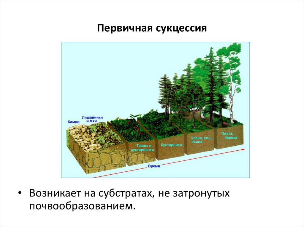 Экологическая сукцессия схема