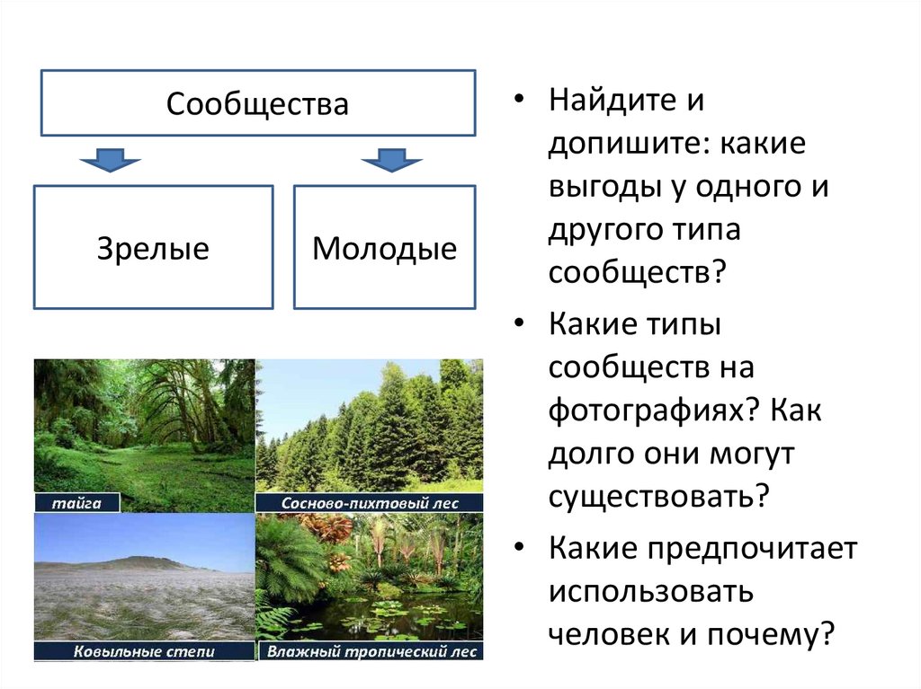 Саморазвитие экосистемы экологическая сукцессия презентация 9 класс