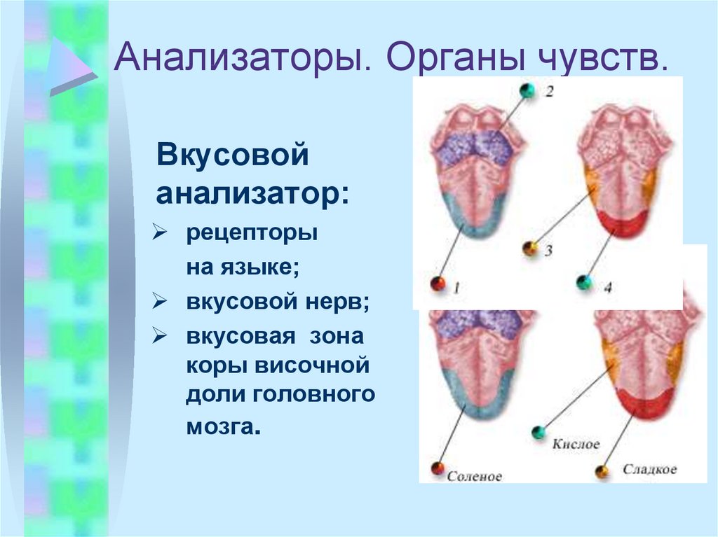 Презентация по биологии органы чувств анализаторы