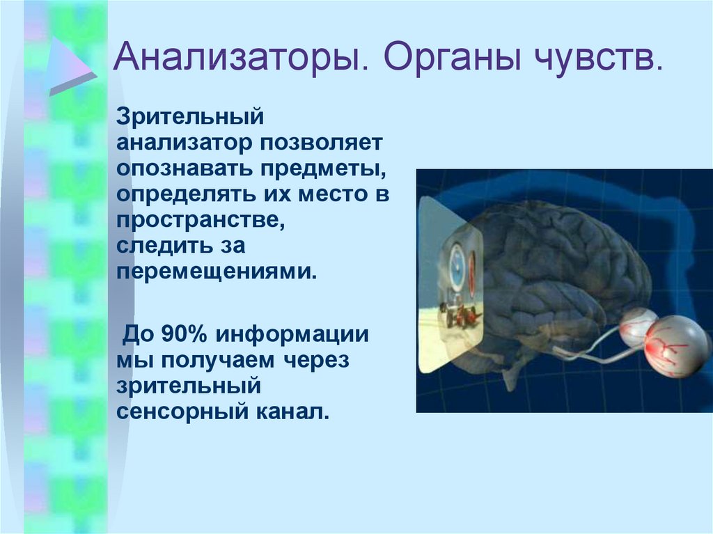 Анализаторы зрения презентация 8 класс биология