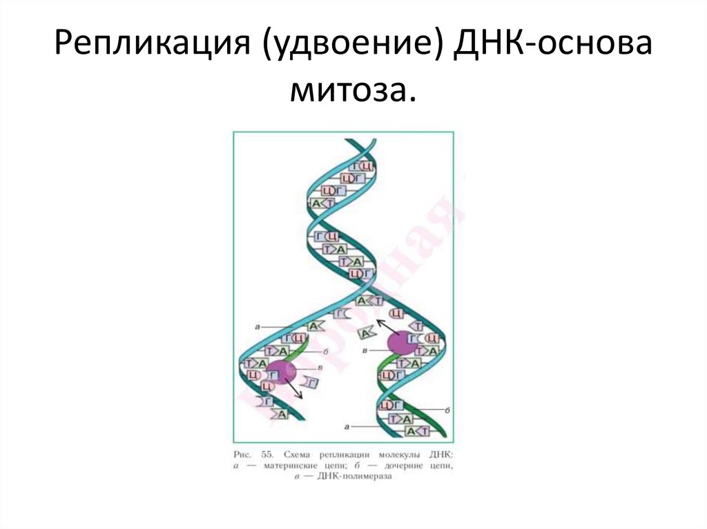 Удвоение количества днк происходит. Репликация ДНК митоз. Схема редупликации ДНК. Репликация в митозе. Где происходит удвоение молекулы ДНК.