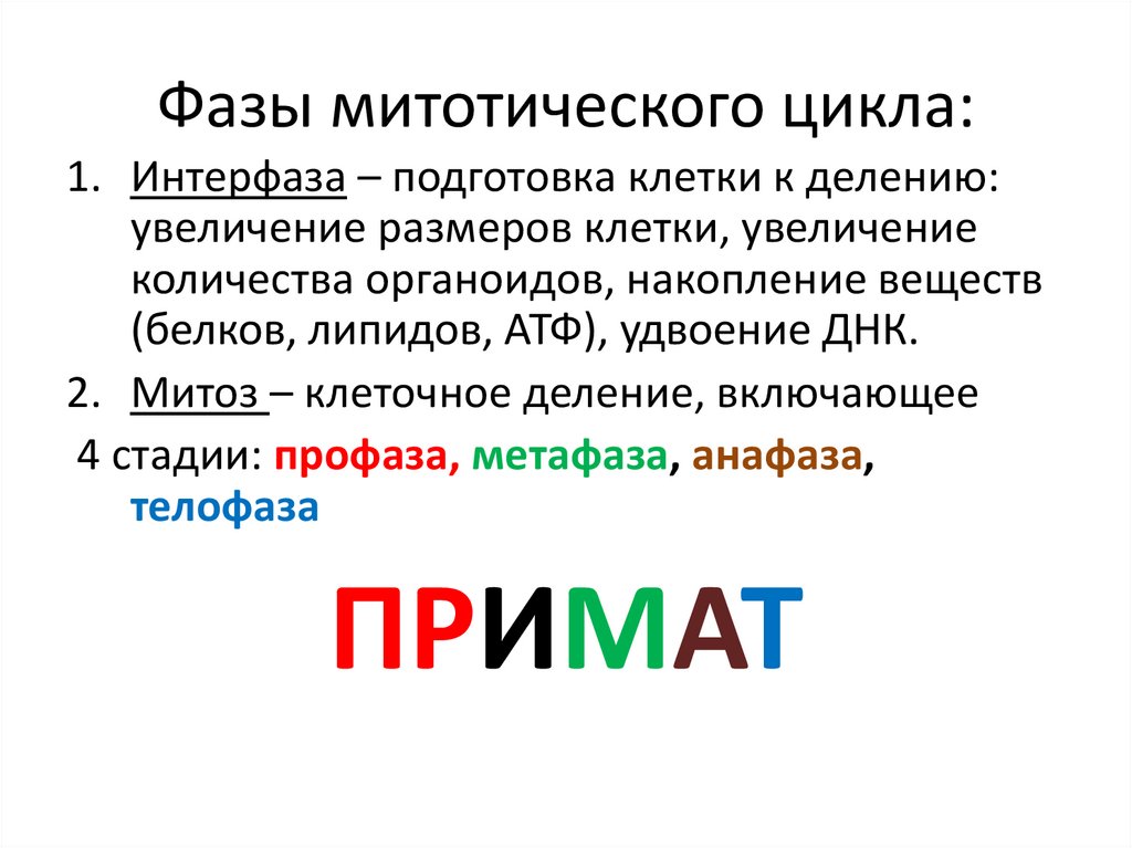 Фазы митотического цикла: