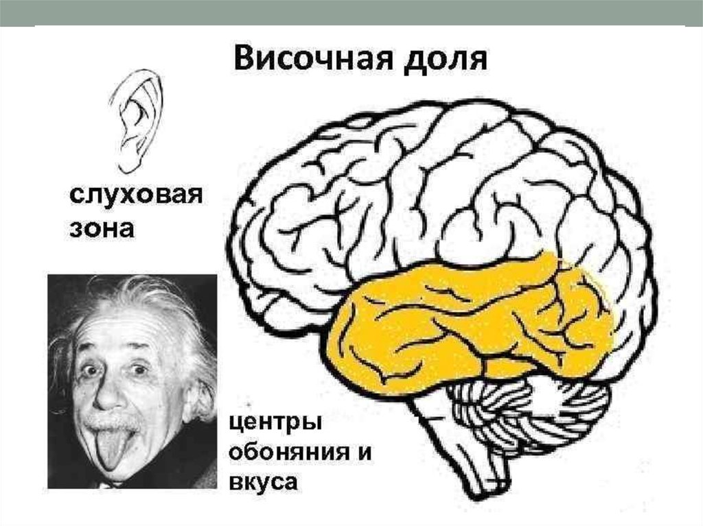 Какой цифрой на рисунке обозначена доля коры отвечающая за зрительное восприятие