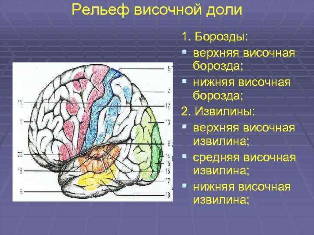 Какая зона в височной доле. Борозды височной доли головного мозга. Борозды доли извилины коры головного мозга. Анатомия височной доли головного мозга.