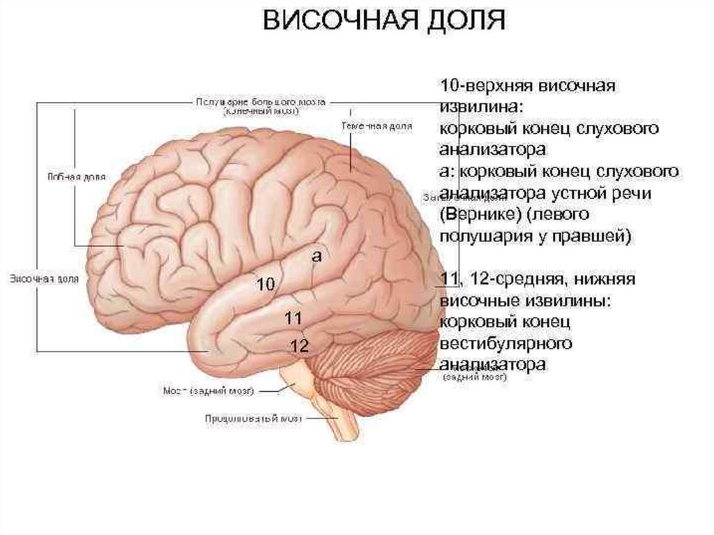 Правая височная. Корковые анализаторы лобной доли. Конечный мозг доли борозды извилины. Височная доля головного мозга анатомия. Лобная доля анатомия.