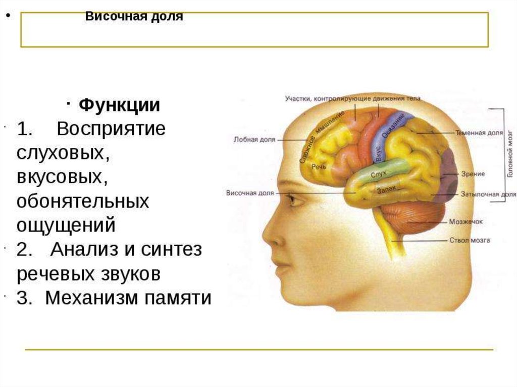 Затылочная область коры головного мозга. Функции височной доли головного мозга. Функции височной доли головного.
