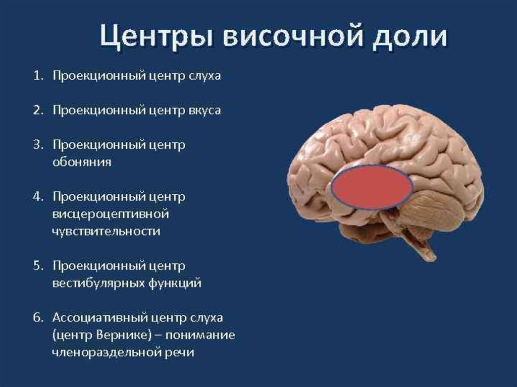 Проведенные на головном мозге. Функции височной доли головного мозга. Центры в височной доле коры головного мозга. Функциональные центры коры височной доли. Функции височной доли головного.
