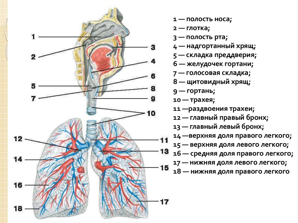 Каким номером на рисунке обозначены воздухоносные пути