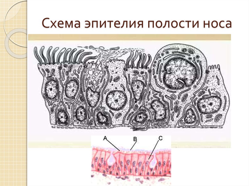 Полость в ткани