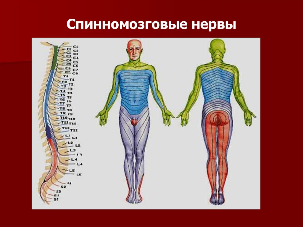 Передние ветви спинномозговых нервов