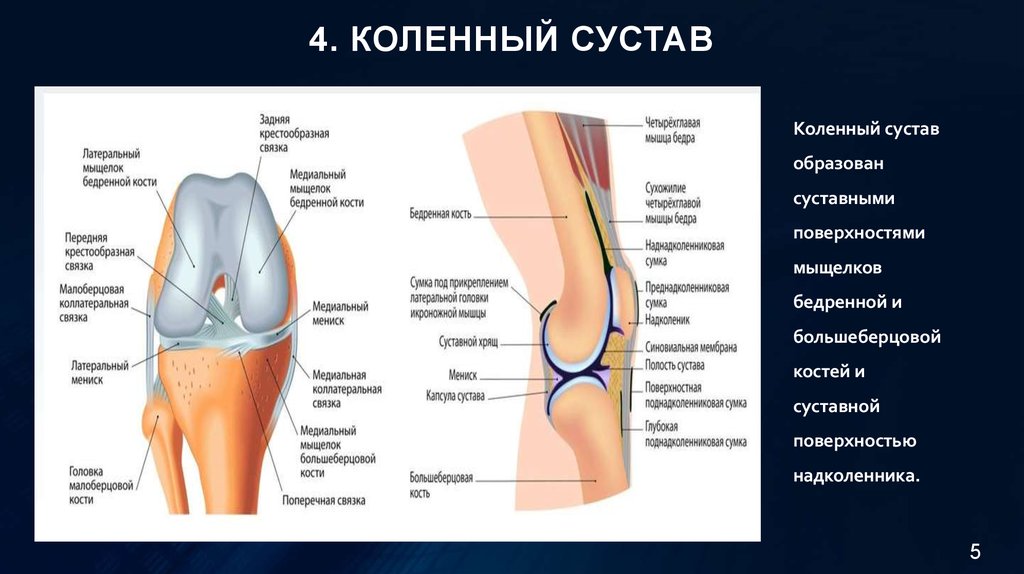 Реферат: Строение коленного сустава