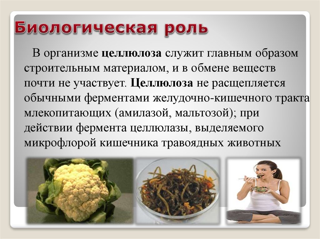 Целлюлоза выполняет функцию